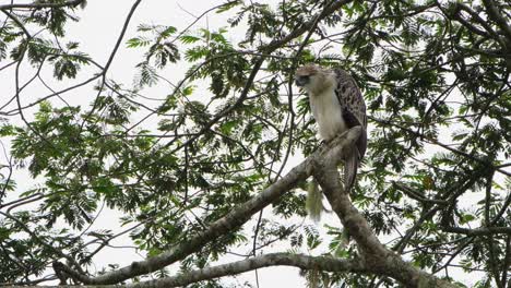 Ein-Zoom-Aus-Diesem-Vogel,-Der-Intensiv-Nach-Links-Schaut,-Philippinischer-Adler-Pithecophaga-Jefferyi,-Philippinen