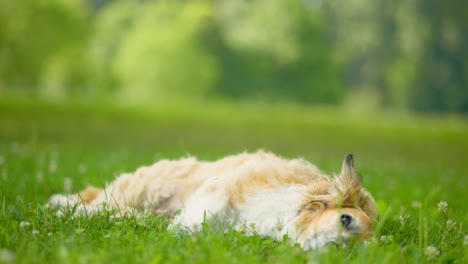 Adorable-Dog-Laying-Down-in-Green-Grass-at-Park