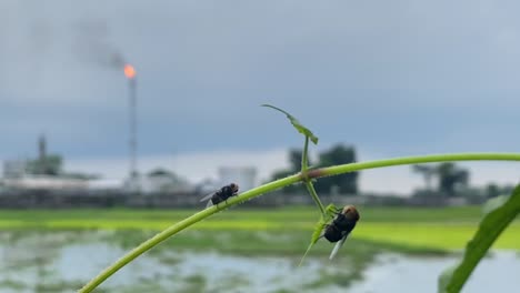 Flies-swinging-on-green-plant-with-massive-factory-burning-gas-on-tall-chimney-in-background