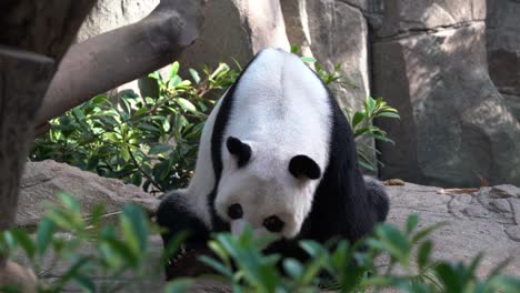 Hunchback-giant-panda,-ailuropoda-melanoleuca-sitting-on-the-ground,-falling-asleep-dozing-off-in-the-afternoon-after-a-feast