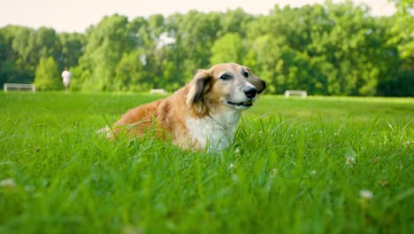 Glücklicher-Und-Gesunder-Hund,-Der-Im-Park-Auf-Dem-Feld-Liegt-Und-Sitzt