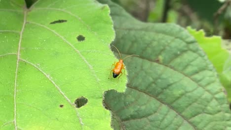 Orange-color-bug-with-long-antennas-on-green-vibrant-leaf