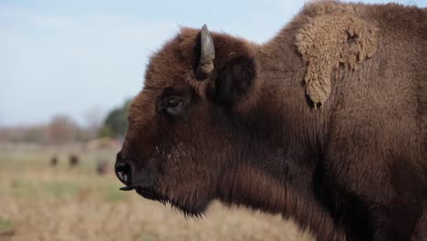 bison-side-profile-water-dripping-tongue-out-slomo