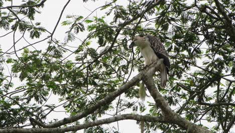 Seen-looking-down-and-then-steps-to-its-right-while-looking-around,-rare-footage,-Philippine-Eagle-Pithecophaga-jefferyi,-Philippines