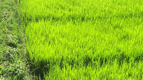 Sattgrüne-Reisfelder-In-Sylhet,-Bangladesch