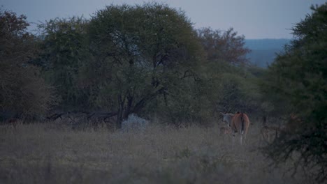 Eland-antelopes-grazing-in-african-savannah-with-trees-at-dusk