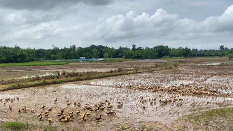 Flock-Of-Ducks-Walking-Across-Muddy-Rice-Fields-In-Sylhet,-Bangladesh