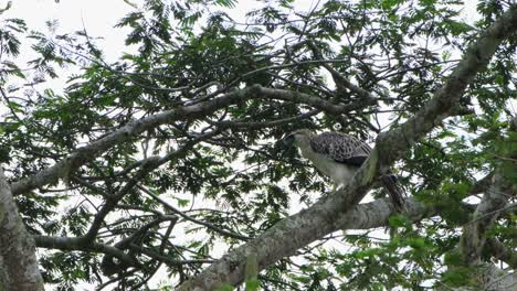 Looking-for-ways-to-move-around-while-stepping-forward-and-looks-up,-rare-footage,-Philippine-Eagle-Pithecophaga-jefferyi,-Philippines