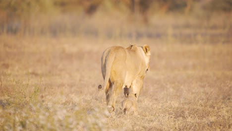 Lioness-and-her-cute-cub-walking-alone-in-dry-african-savannah-grass