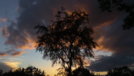 Neigen-Sie-Die-Baumsilhouette-Mit-Dramatischen-Sonnenuntergangswolken-Nach-Oben