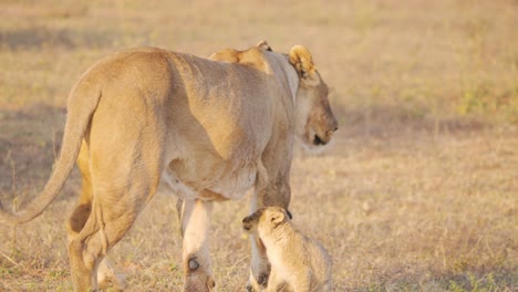 Niedliches-Löwenjunges,-Das-Sich-Vorsichtig-Seiner-Mutter-Nähert,-Sie-Geht-Dann-Weg