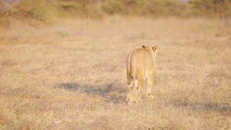 Löwin-Und-Süßes-Löwenjunges,-Die-Im-Trockenen-Afrikanischen-Savannengras-Spazieren