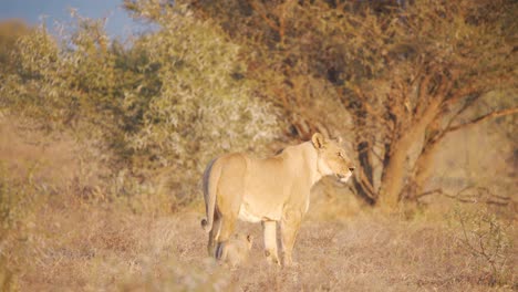 Lioness-walking-with-her-cub-in-savannah,-stopping-to-look-around