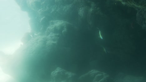 underwater-footage-of-butterfly-fish-under-rocks,-glowing-dreamy-feel