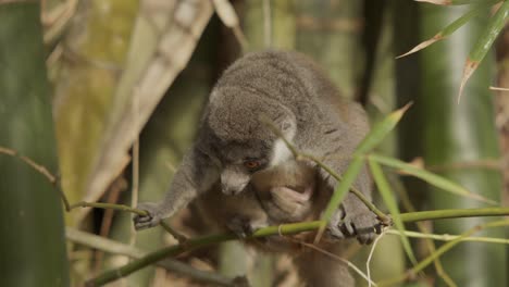 Wilder-Lemur-Maki,-Der-Auf-Bambus-Mit-Kleinem-Baby-Auf-Bauch-Herumschaut