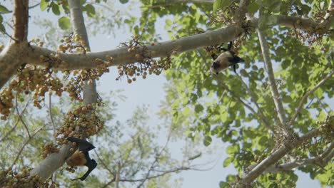 Zwei-Fledermäuse-Hängen-An-Einem-Feigenbaum-Und-Fressen-Gemeinsam,-Langsame-Schwenkweite