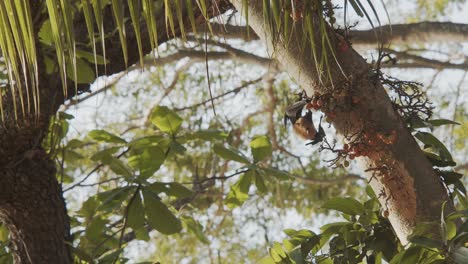 Bat-using-its-claws-to-pick-out-a-fig-to-eat,-hanging-upside-down-from-a-tree