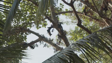 Five-bats-hanging-from-a-tree,-wide-overview-shot