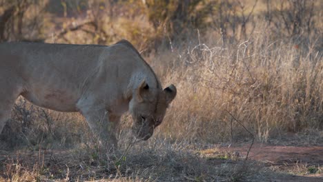 Lioness-pawing-and-sniffing-dirt-ground-and-grass-in-african-savannah