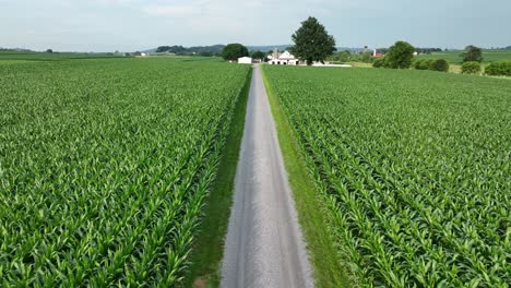 An-aerial-view-of-a-driveway-lined-with-lush-green-corn-fields-in-southern-Lancaster-County,-Pennsylvania