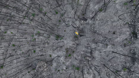 Male-in-yellow-jacket-inspecting-charred-remains-of-burnt-woodland-trees-aerial-top-down-view
