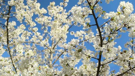 Kirschbäume-Mit-Weißen-Blüten-Und-Bienen-Fliegen-Und-Bestäuben-Sie-An-Einem-Sonnigen-Sommertag-Mit-Blauem-Himmel