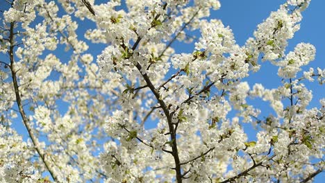 Weiße-Kirschblüten,-Die-An-Einem-Sonnigen-Tag-Mit-Blauem-Himmel-Von-Bienen-Bestäubt-Werden
