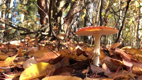 Amanita-muscaria-Hautnah-Auf-Dem-Wald-Wald-Lebensmittelgift-Gefährliche-Pilzjagd-In-Der-Herbstsaison