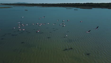 A-flock-of-pink-flamingos-is-starting-to-fly-on-blue-lagoon-water-surface-with-wings-and-legs-moving