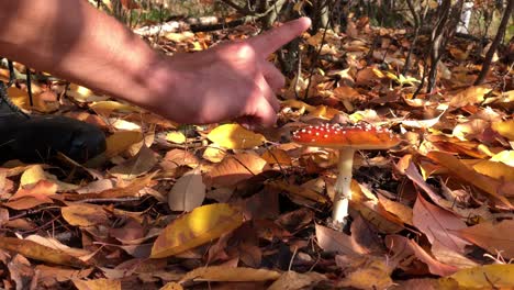Amanita-muscaria-Hautnah-Auf-Dem-Wald-Wald-Lebensmittelgift-Gefährlicher-Pilz