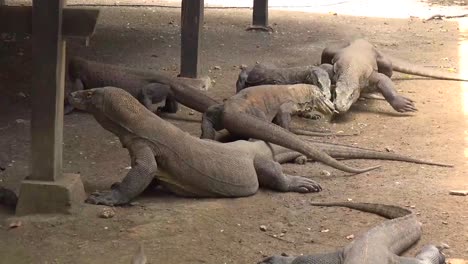 Drachen-Im-Komodo-Käfig-Nationalpark