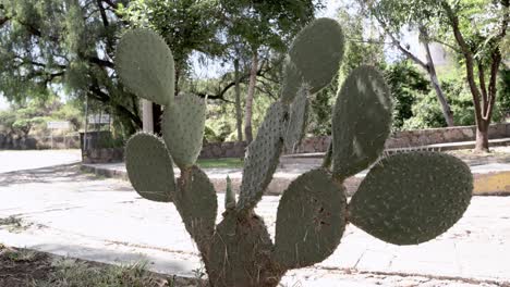 Cactus-En-El-Jardín-Por-La-Mañana
