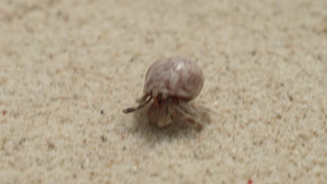 Hermit-feeler-crab-walk-on-sand-beach,-Animal-in-wild