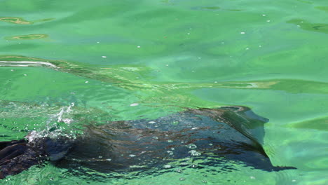 Ein-Siegel-Schwimmt-Im-Wasser-Eines-Französischen-Zoos-Und-Taucht-Tief-Unter-Wasser,-Aquatisches-Säugetier
