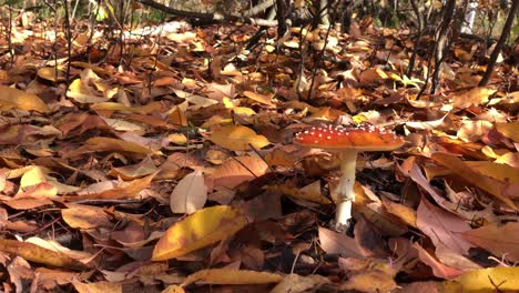 amanita-muscaria-mushroom-close-up-in-the-forest
