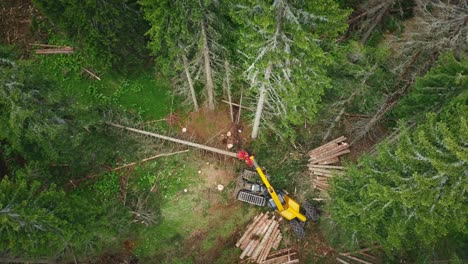 Overhead-Shot-Of-Machine-Cutting-Down-Tree-In-Green-Forest,-Deforestation