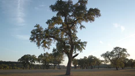A-large-Texas-oak-tree-sits-in-the-evening-sunlight-as-the-sun-sets-over-the-lake
