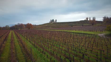 Drone-Low-Over-Vineyard-Small-Green-Trees-In-Autumn