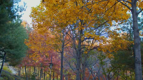 Der-Herbstherbstwaldpark-Mit-Bäumen-Und-Gelbgrünen-Blättern
