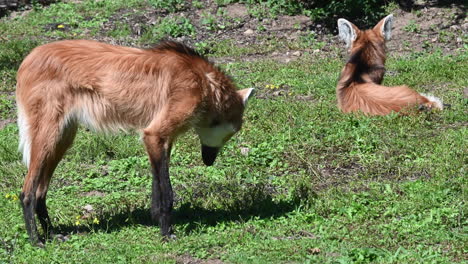 Zwei-Fuchs-Sind-In-Einem-Zoopark-In-Frankreich,-Grasfeld,-Wild-Lebende-Tiere