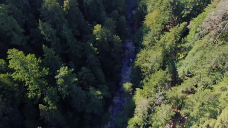 Aerial-View-Of-San-Lorenzo-River-Between-Giant-Sequoioideae-Trees-Of-Henry-Cowell-Redwoods-State-Park-In-California,-Felton,-United-States