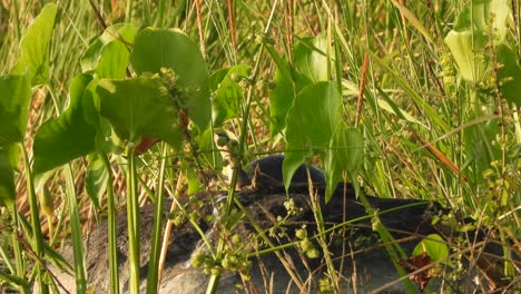 Tortoise-in-grass-pond--water-