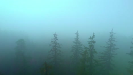 Aerial-drone-forward-moving-shot-over-dense-forest-covered-with-thick-fog-at-sunrise