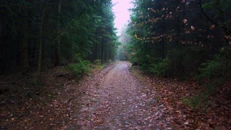POV-shot-taken-while-walking-on-a-trail-through-dense-forest-at-daytime