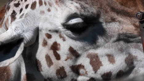 close-up-of-the-head-of-a-giraffe-eating-straw-in-a-zoo,-patterned-fur