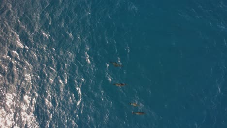 Aerial-view-of-a-pod-of-sea-lions-in-ocean-water---birds-eye,-drone-shot