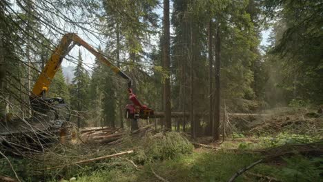 Schwere-Holzmaschine,-Die-Lange-Bäume-Im-Grünen-Wald-Abholzt