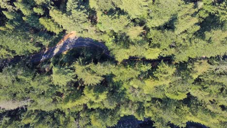 Cars-driving-along-a-winding-road-in-an-evergreen-forest-in-the-Santa-Cruz-Mountain-Range---aerial-view