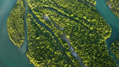 Aerial-top-down-shot-of-mangrove-forest-growing-on-island-with-amazon-river-delta-in-Brazil