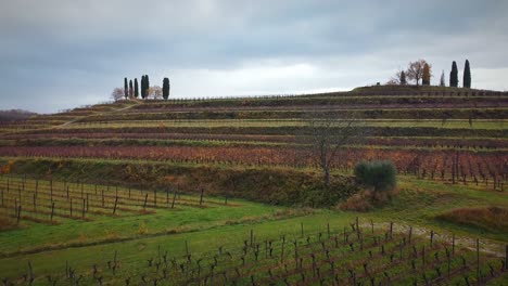Tiefflug-über-Weinbausetzlinge,-Im-Anbaufeld-In-Der-Herbstsaison